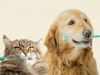 Alpine Veterinary Clinic Feline or Canine Dental Cleaning 313